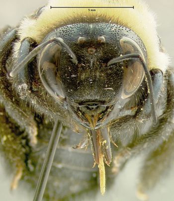 Media type: image;   Entomology 610038 Aspect: head frontal view